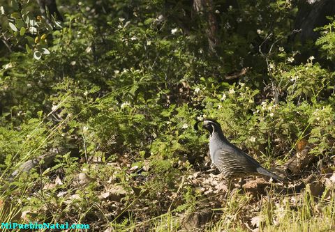 California Quail