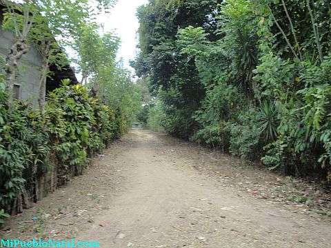 Taujica Honduras