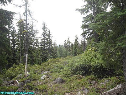 Mount Mcloughlin Vegetation