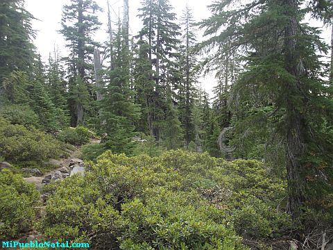 Mount Mcloughlin Vegetation